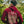 Kendal '26 | Burgundy Smoke Premium Hoodie